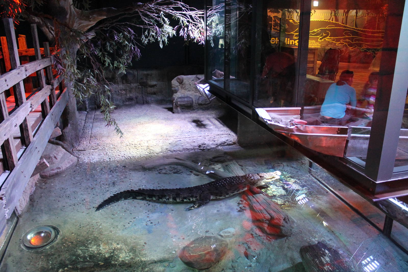 overhead view of crocodile enclosure
