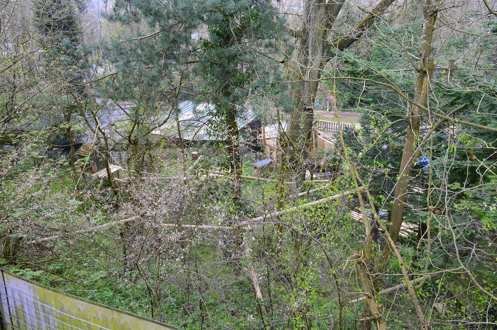 Overhead view of red panda enclosure under renovation.