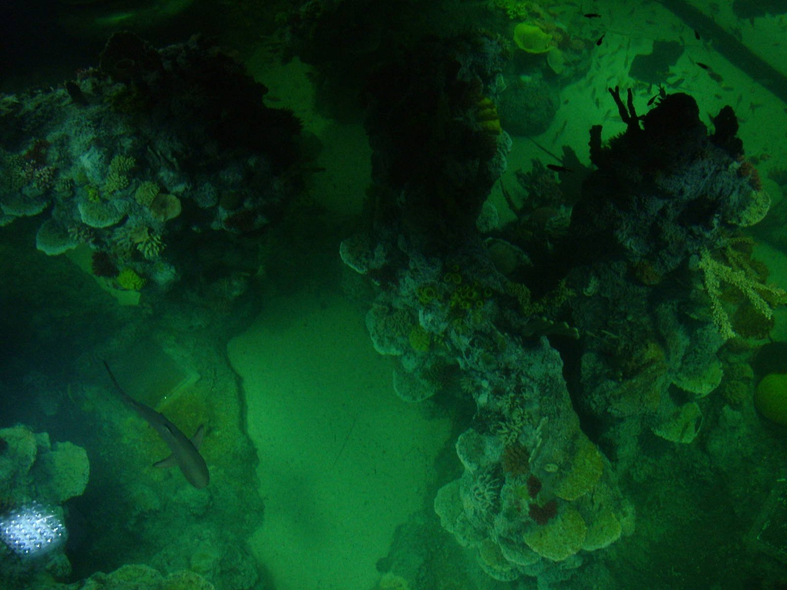 Overlooking the main shark tank at Blue Reef Bristol 19/12/09