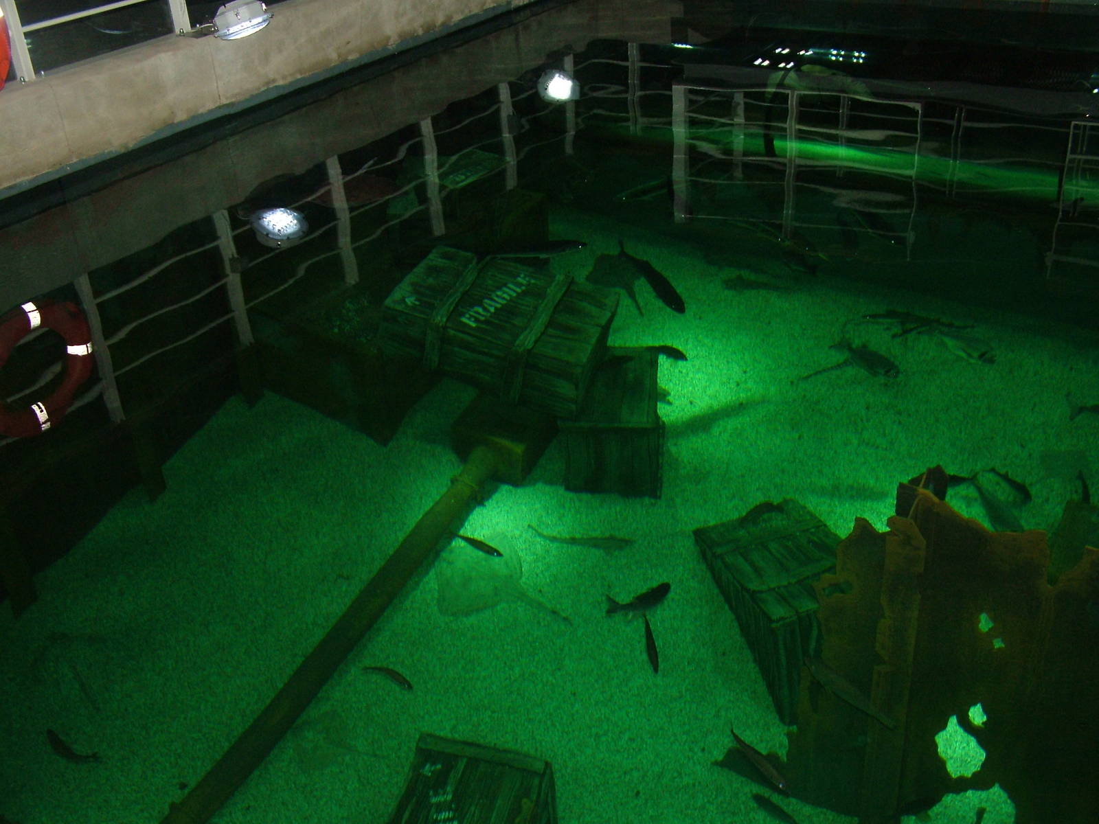 Overlooking the native marine display at Blue Reef Bristol 19/12/09