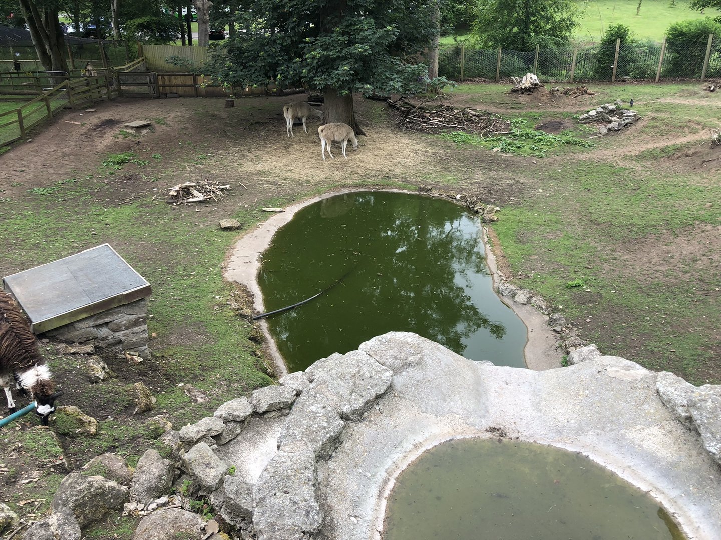Overlooking the Waterfall at Sewerby Zoo (June 2023)