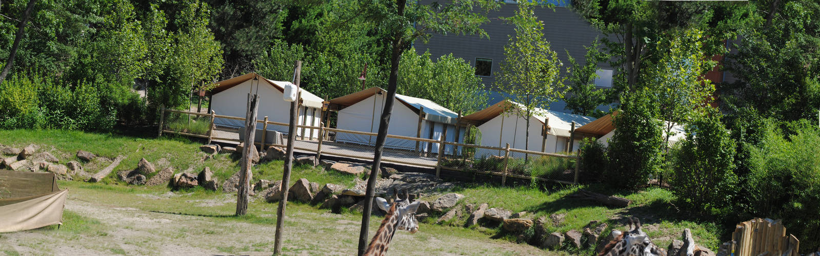 Overnight Camp viewing the giraffe exhibit