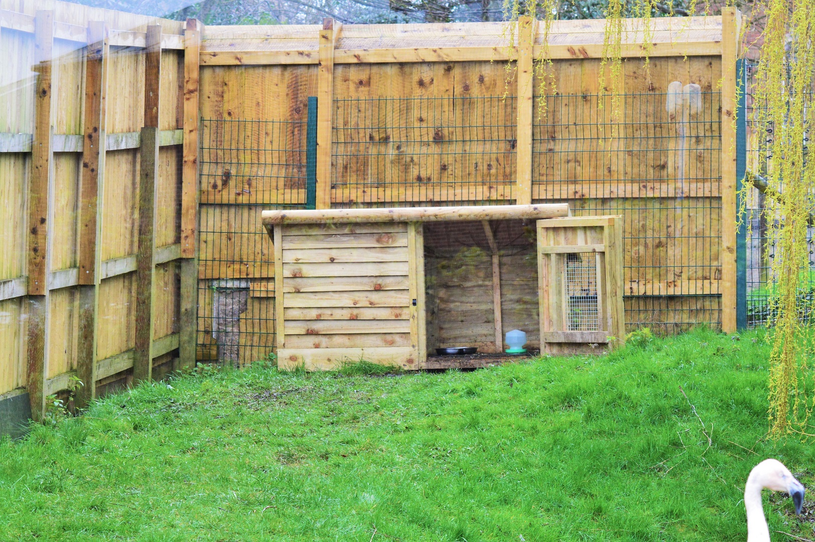 Overnight roost for red-breasted geese?