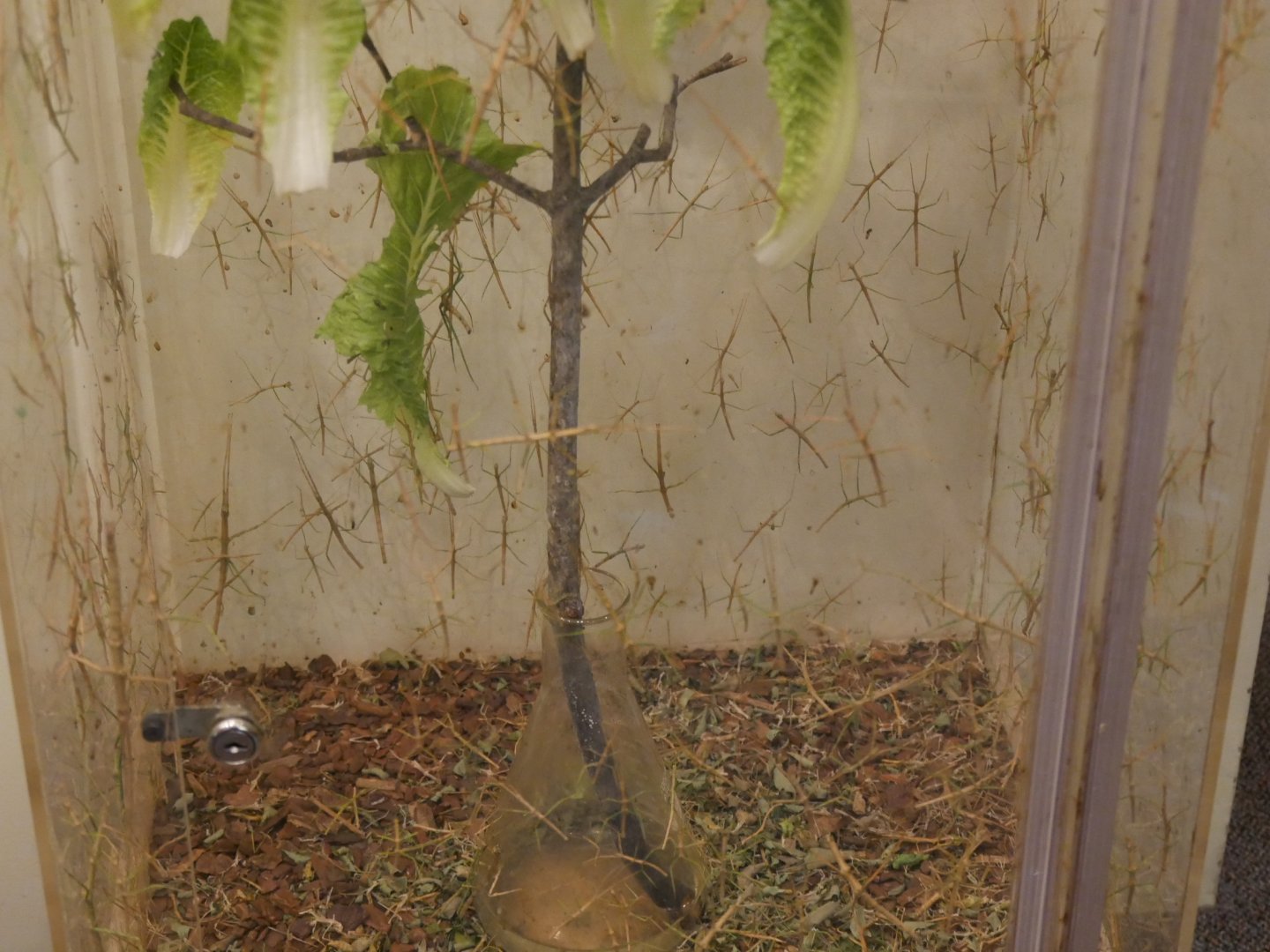 Overpopulated stick insect exhibit.