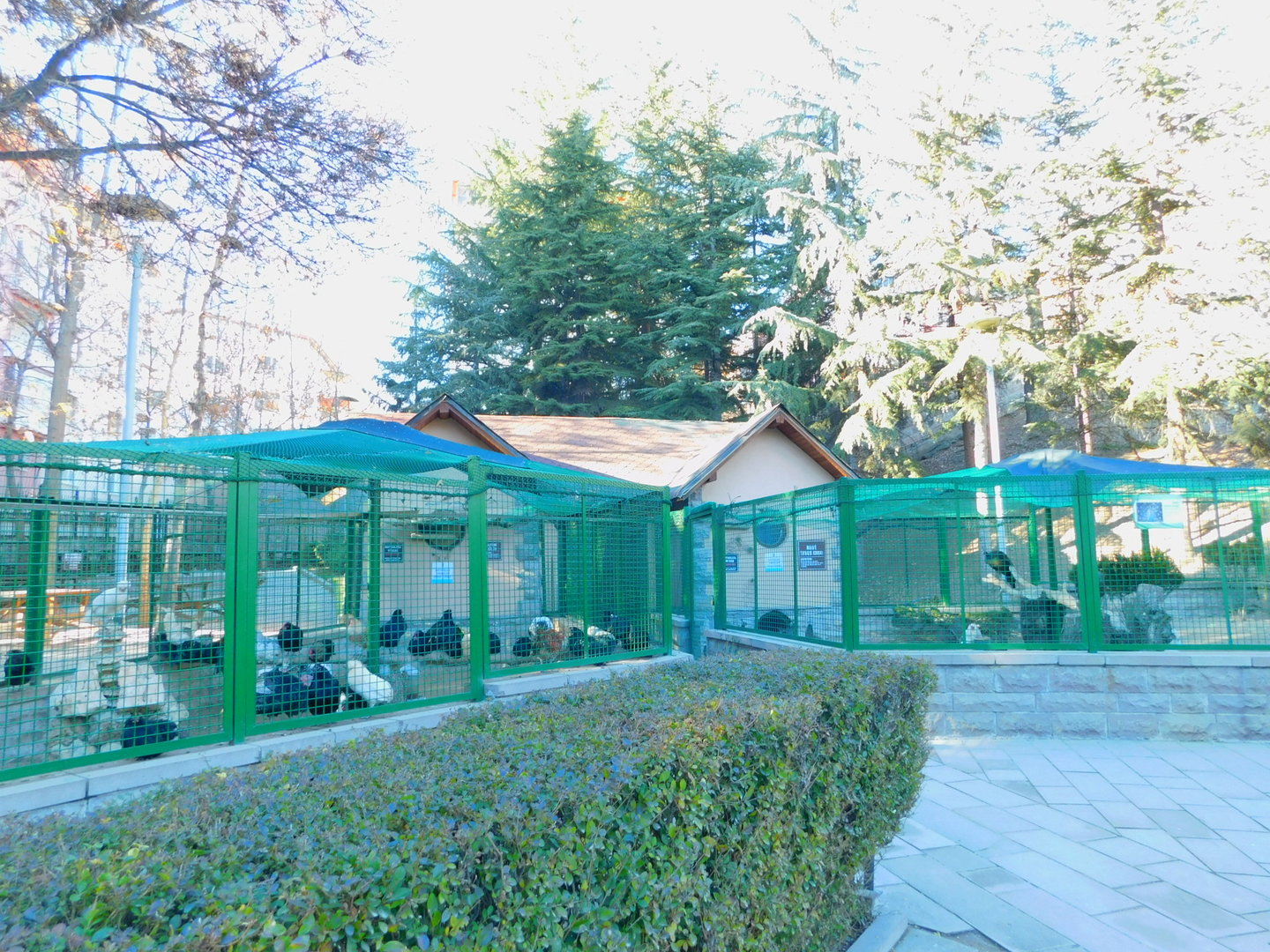 Overstocked Chicken and Peafowl Cages at the Ankara Domestic Animal Park