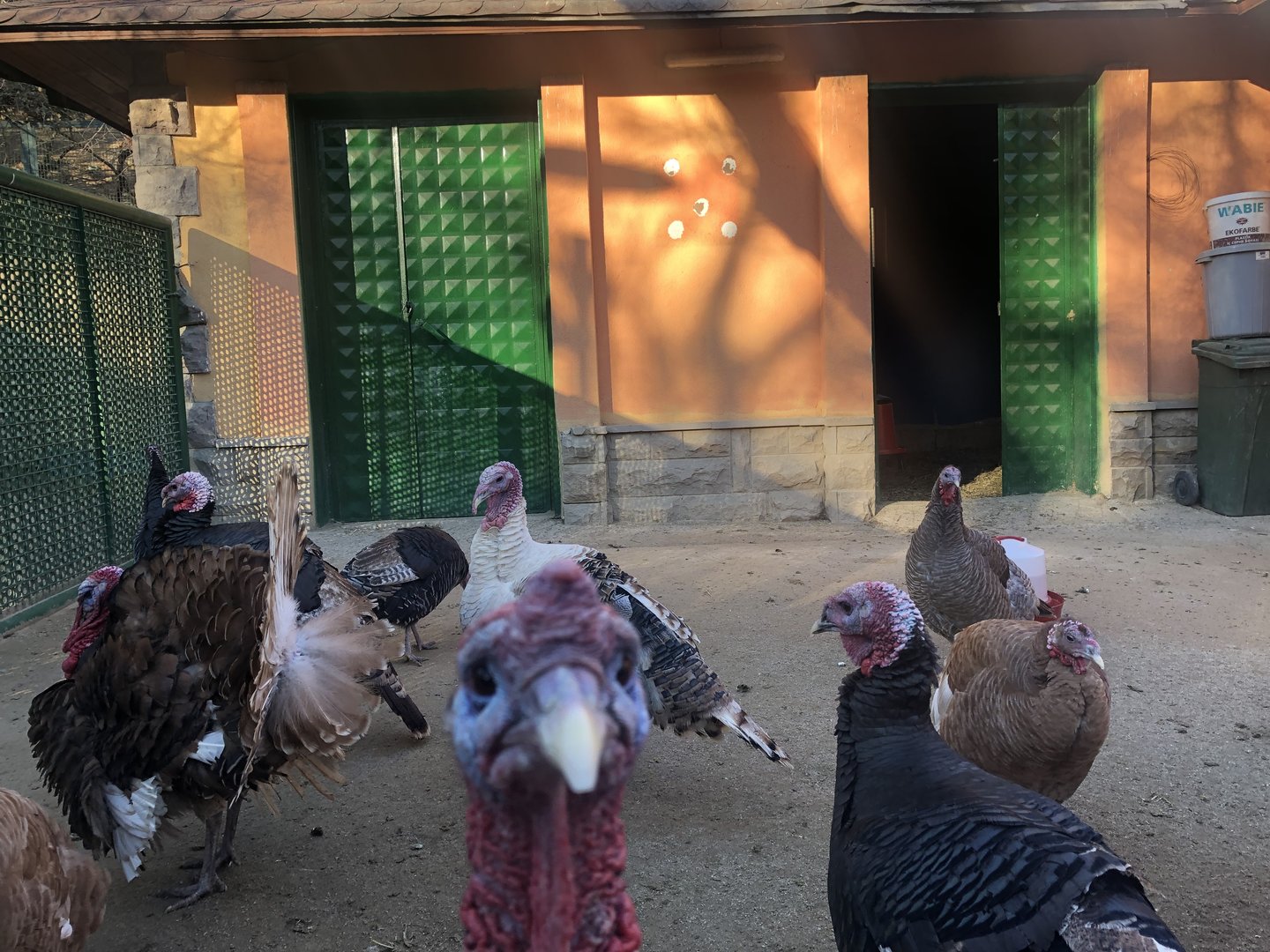 Overstocked Turkey Enclosure at the Ankara Domestic Animals Park