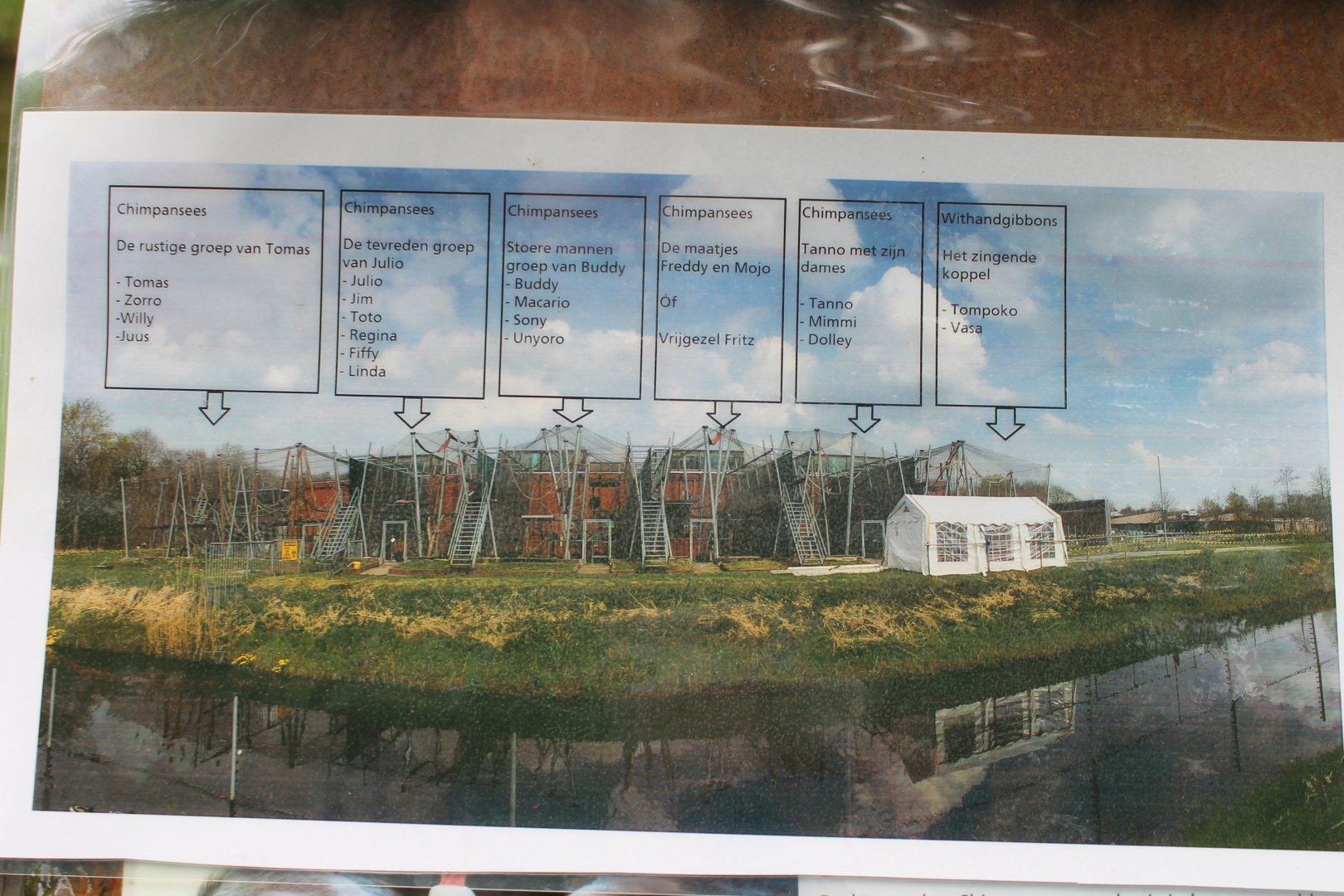 Overview Chimp-groups - and Gibbons