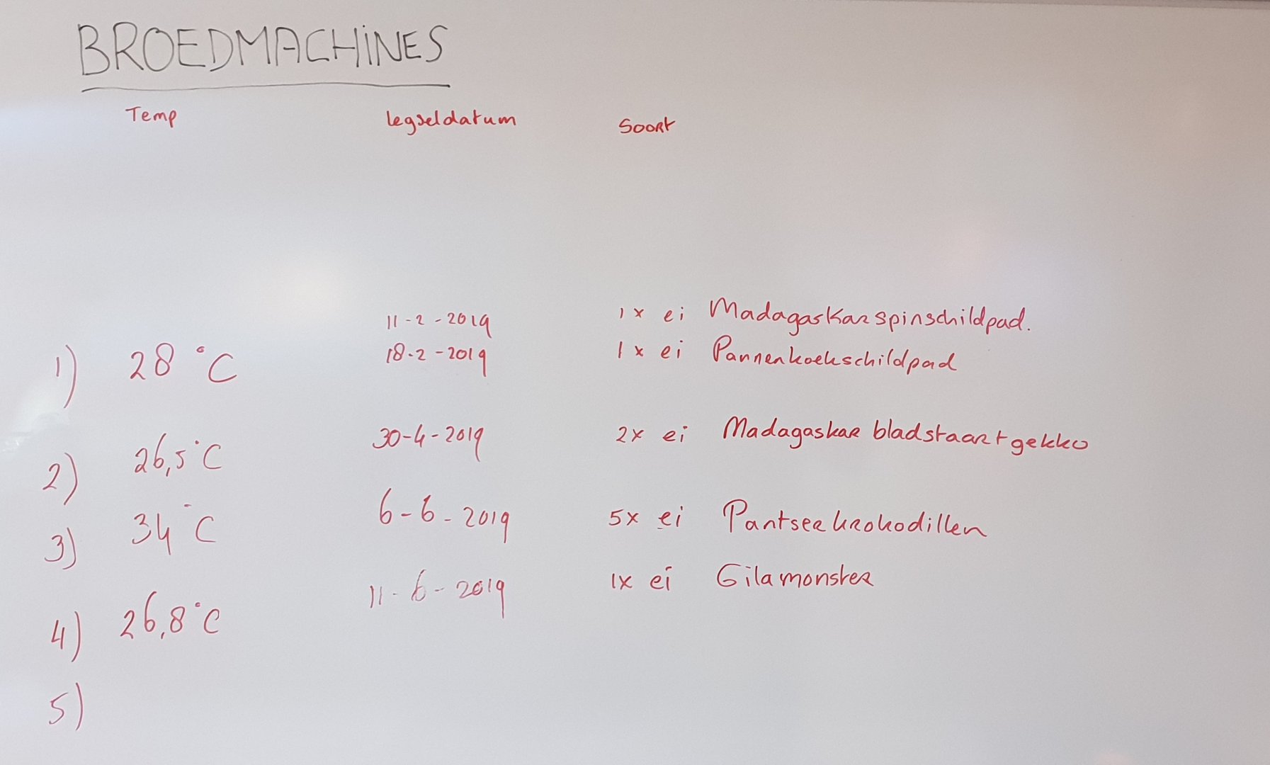 Overview eggs in the incubator-room