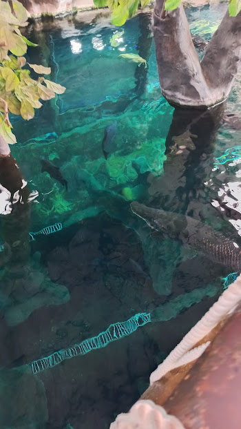 Overview from the Amazonian giants tank - São Paulo aquarium