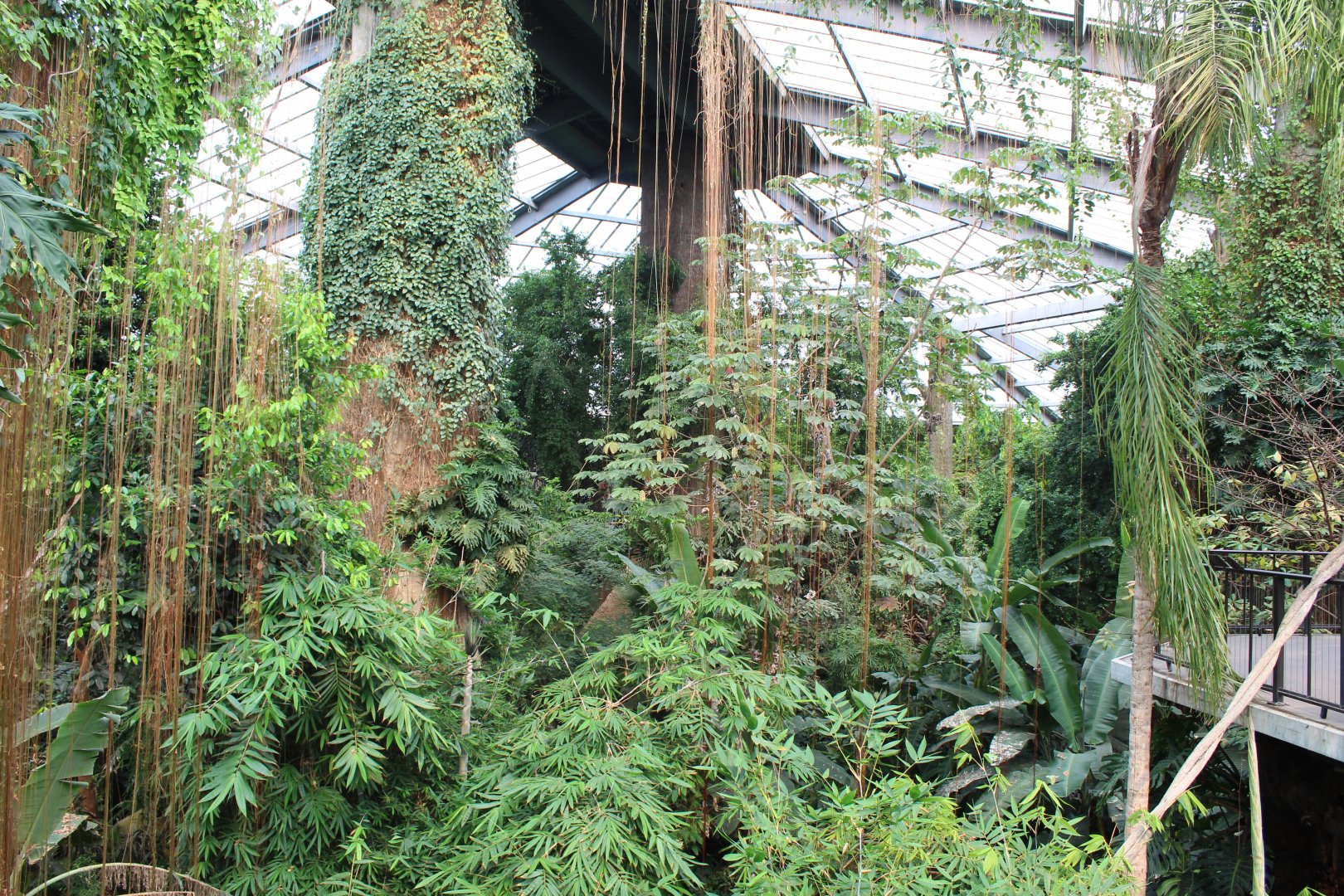 Overview - Lied Jungle