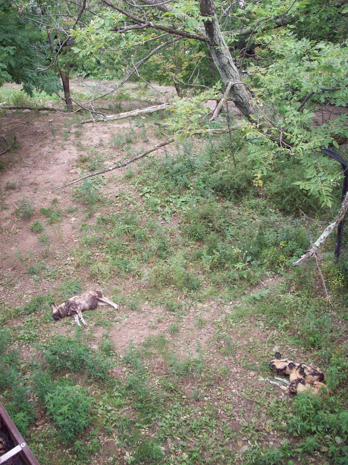 Overview of African Wild Dogs Exhibit