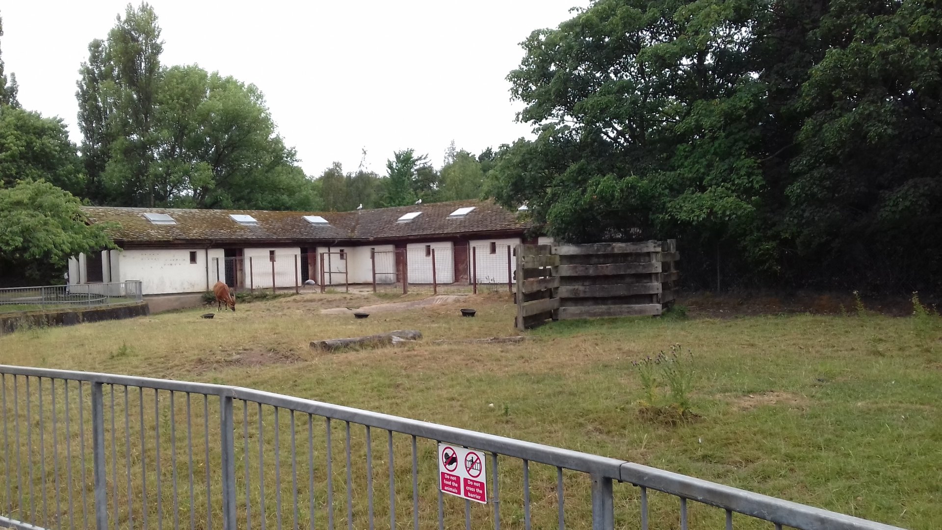 Overview of bongo paddock
