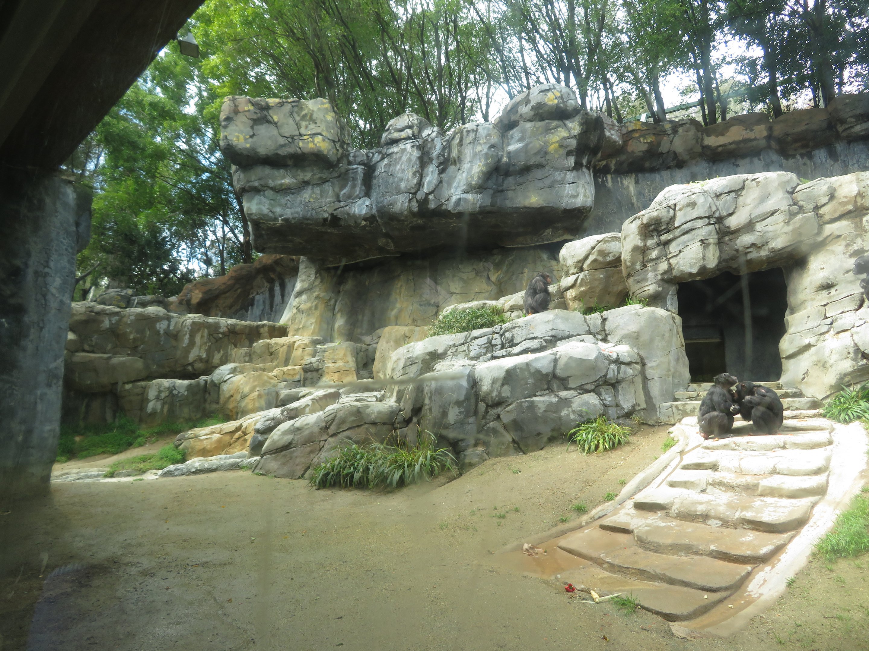 Overview of Chimp Exhibit