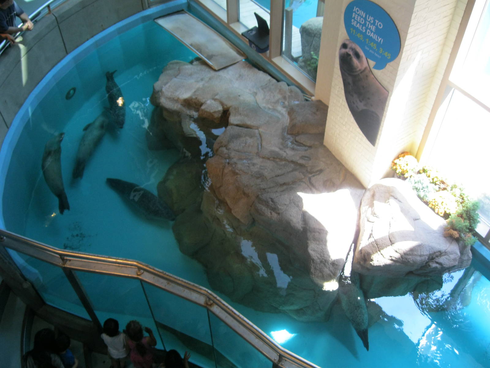 Overview of Indoor Seal Pool