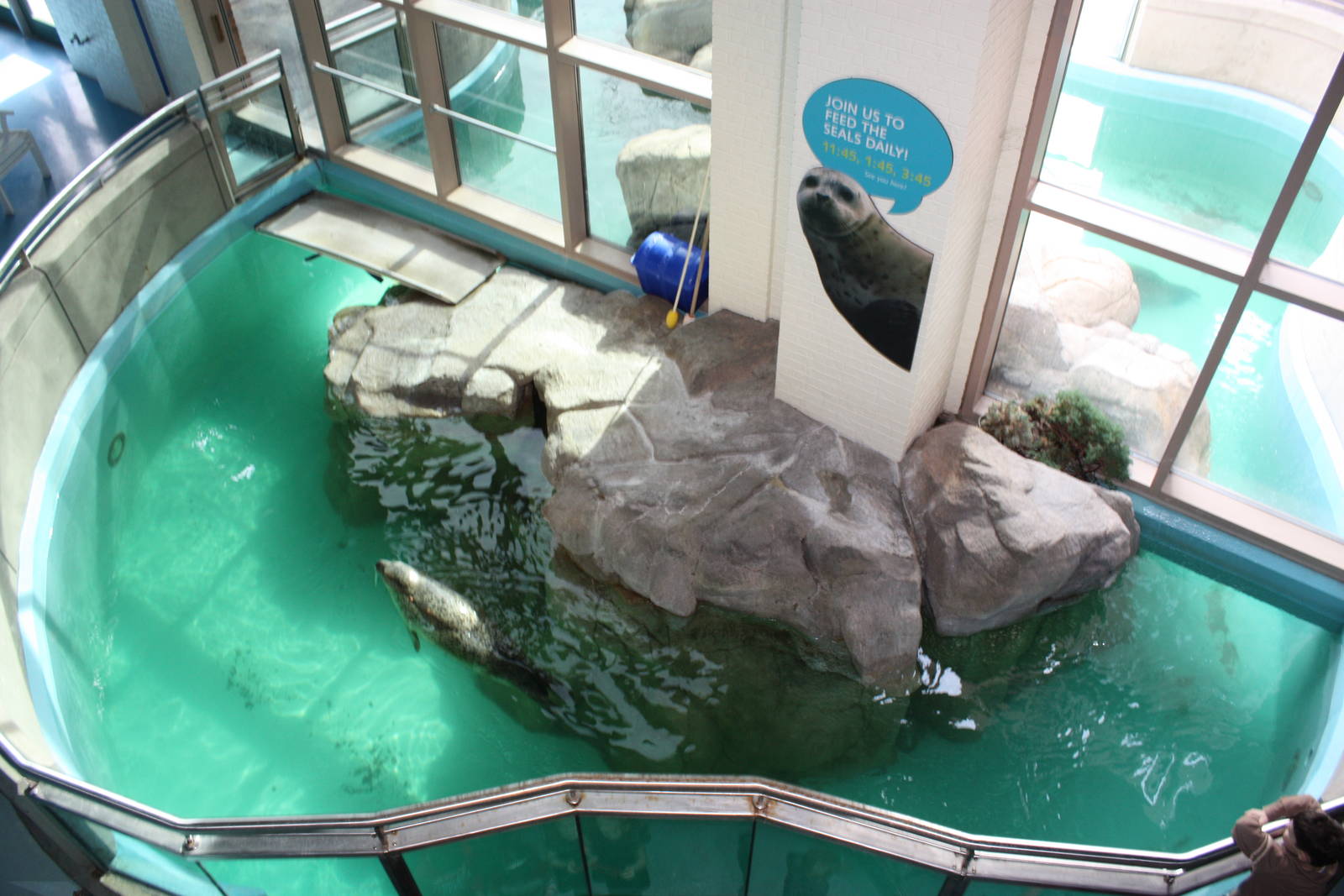 Overview of Indoor Seal Pool