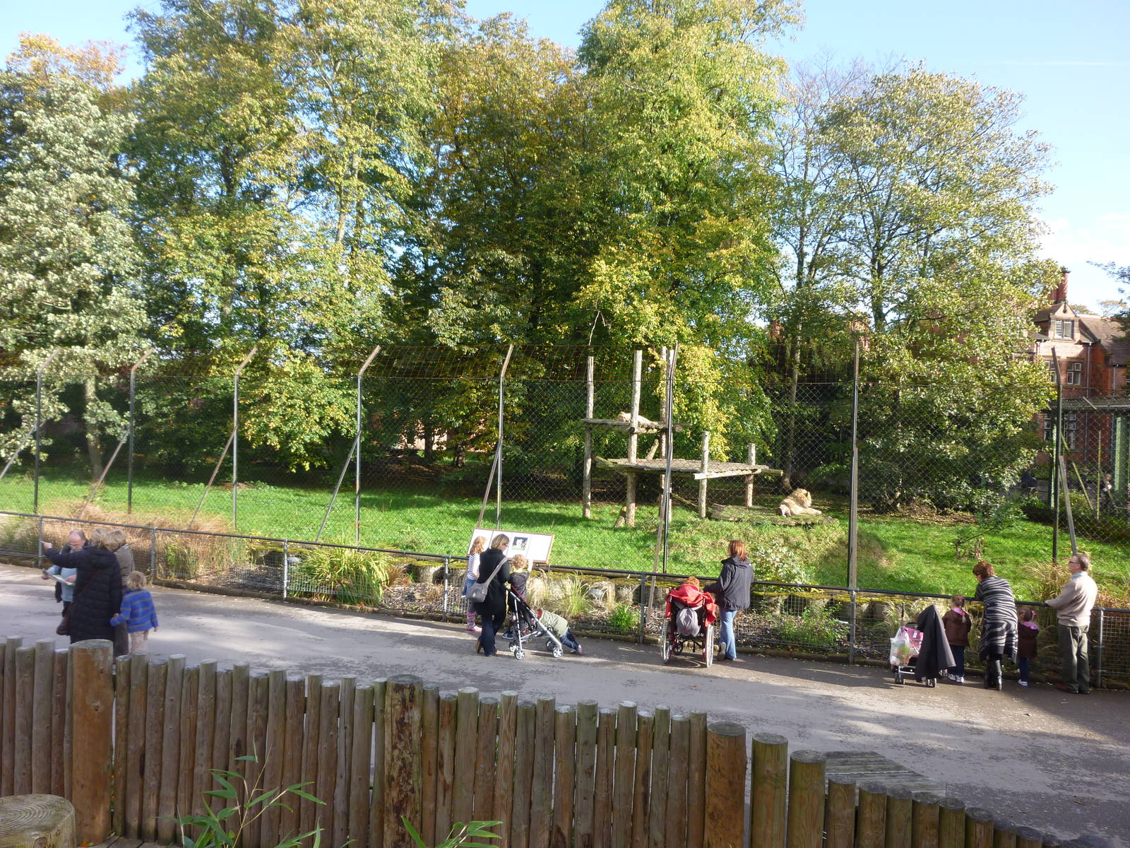 Overview of lion enclosure