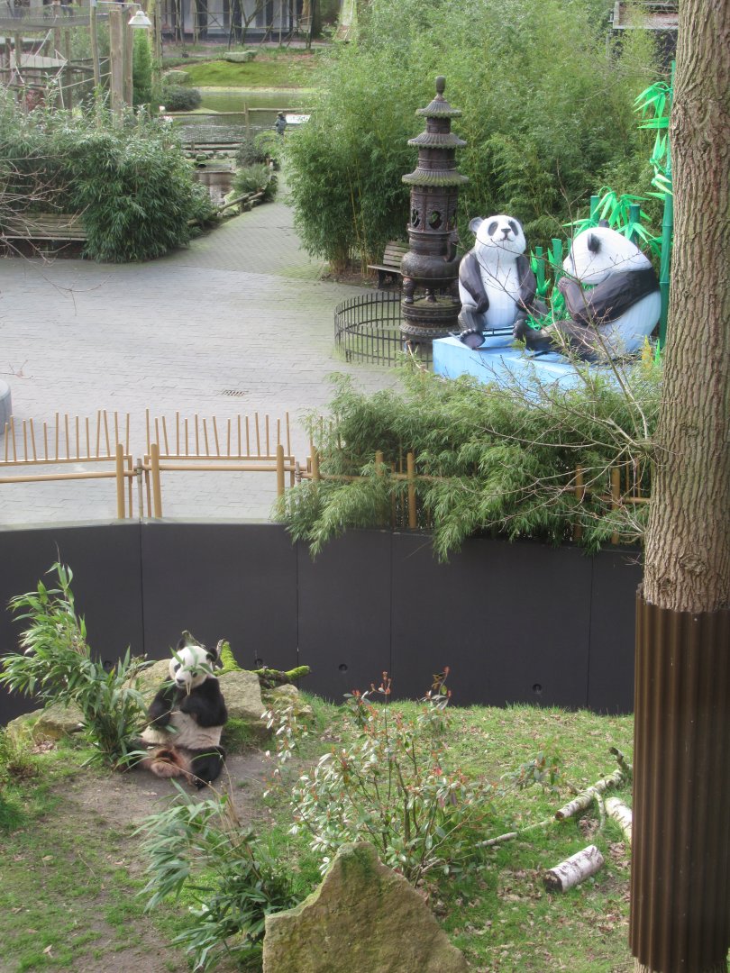 Overview of panda enclosure