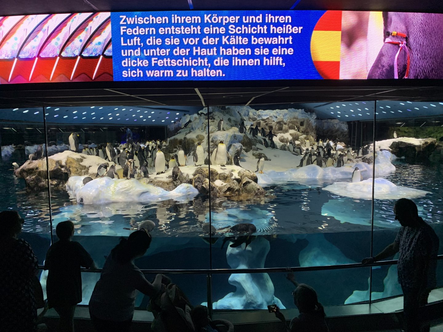 Overview of planet penguin taken from behind the people conveyor