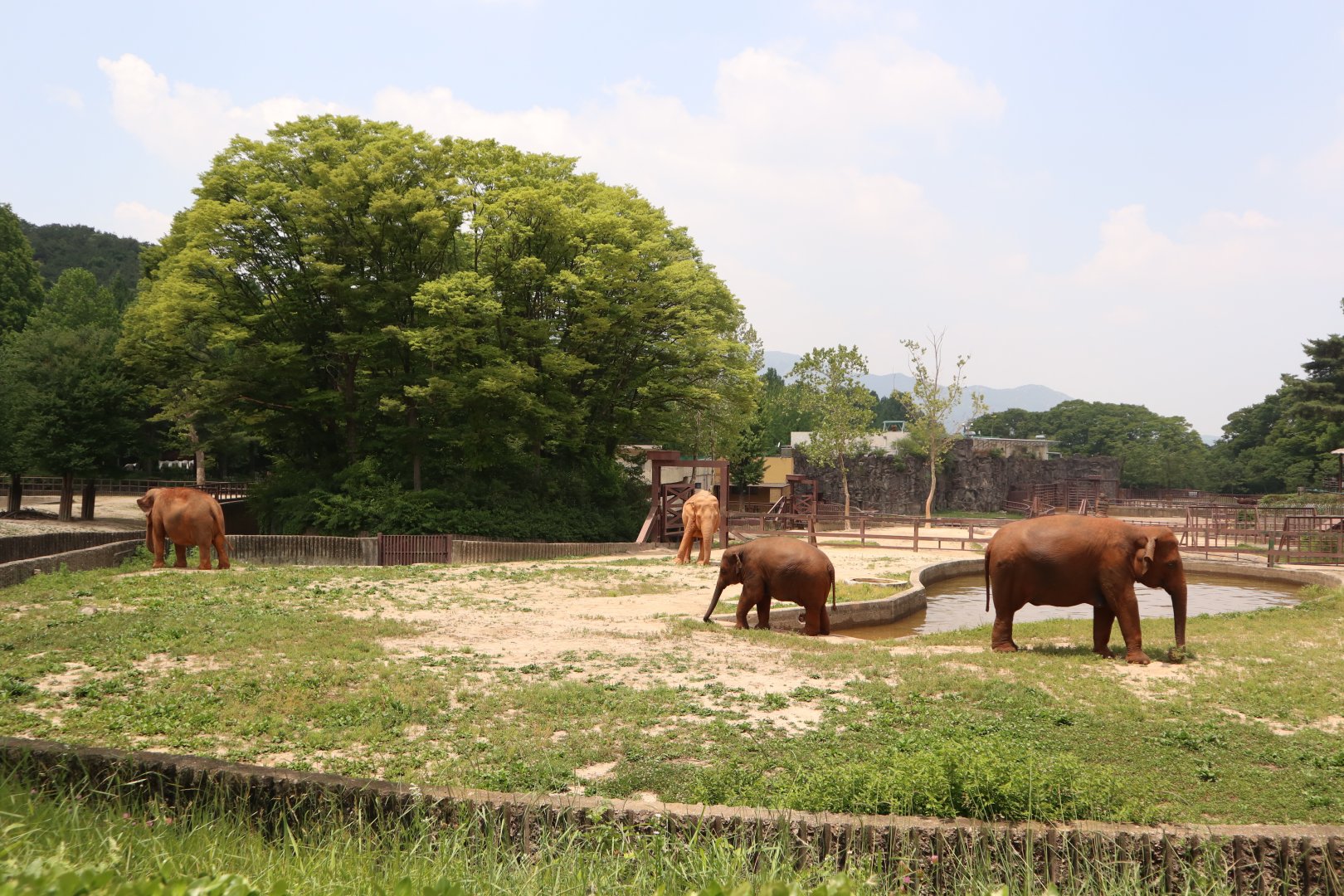 Overview of the Asian Elephant exhibit
