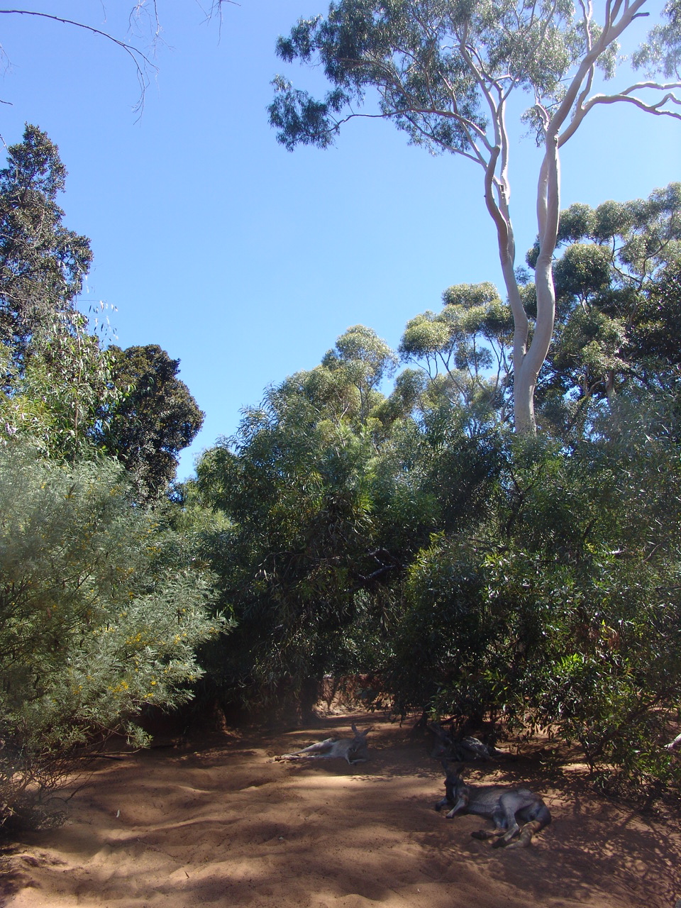 Overview of the 'Australian Bush-walk'.