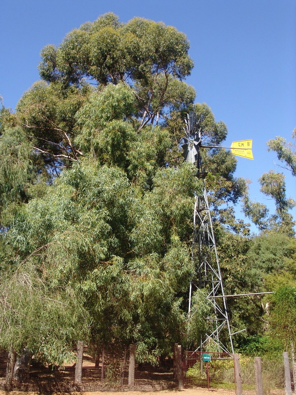 Overview of the Quakka's (Setonix brachyurus) and Numbat's (Myrmecobius fas