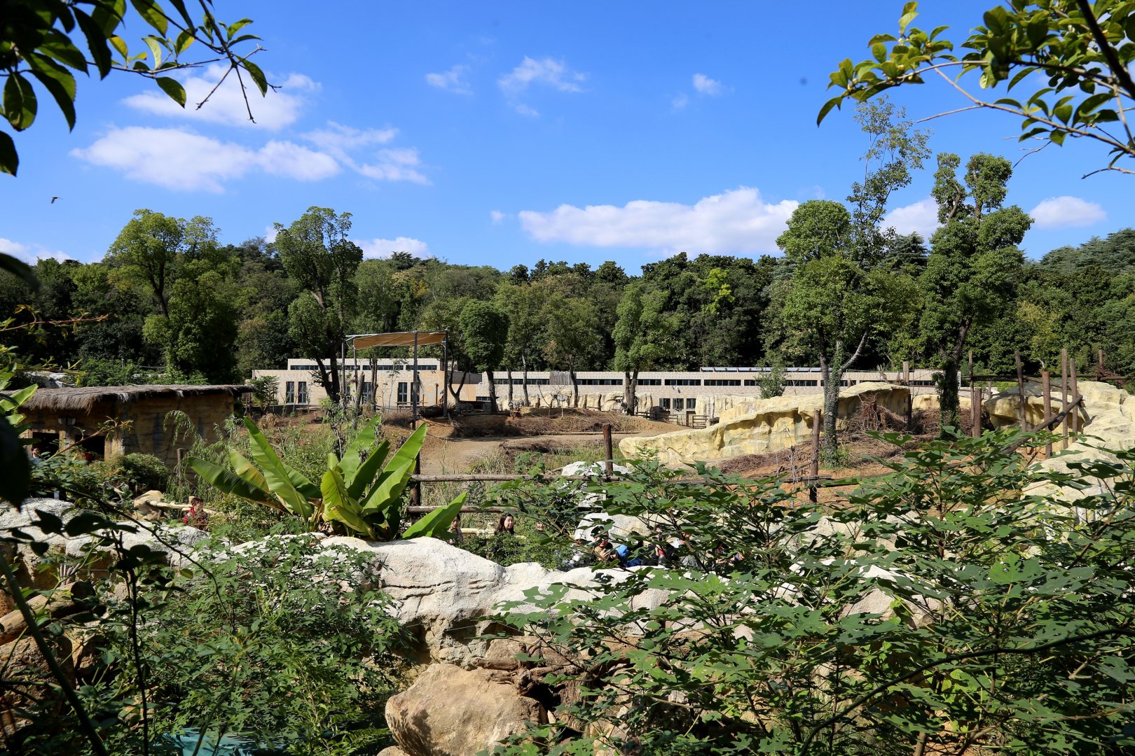 Overview of the Savanna Exhibit