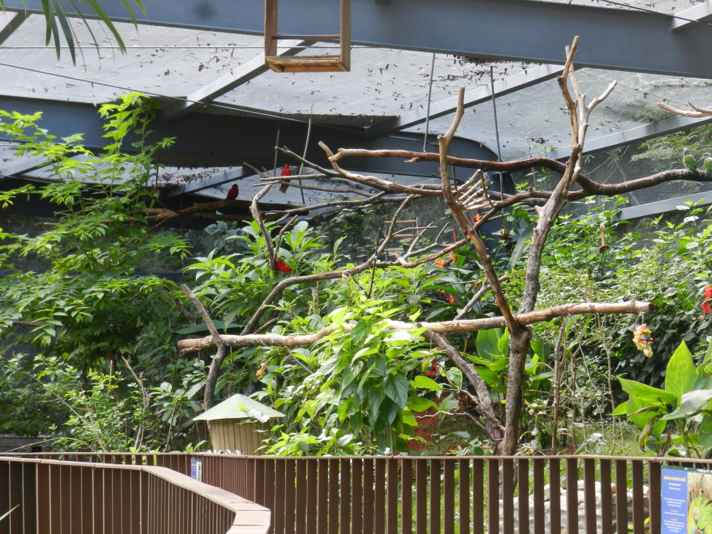 Overview of the walkthrough aviary - Belo Horizonte zoo