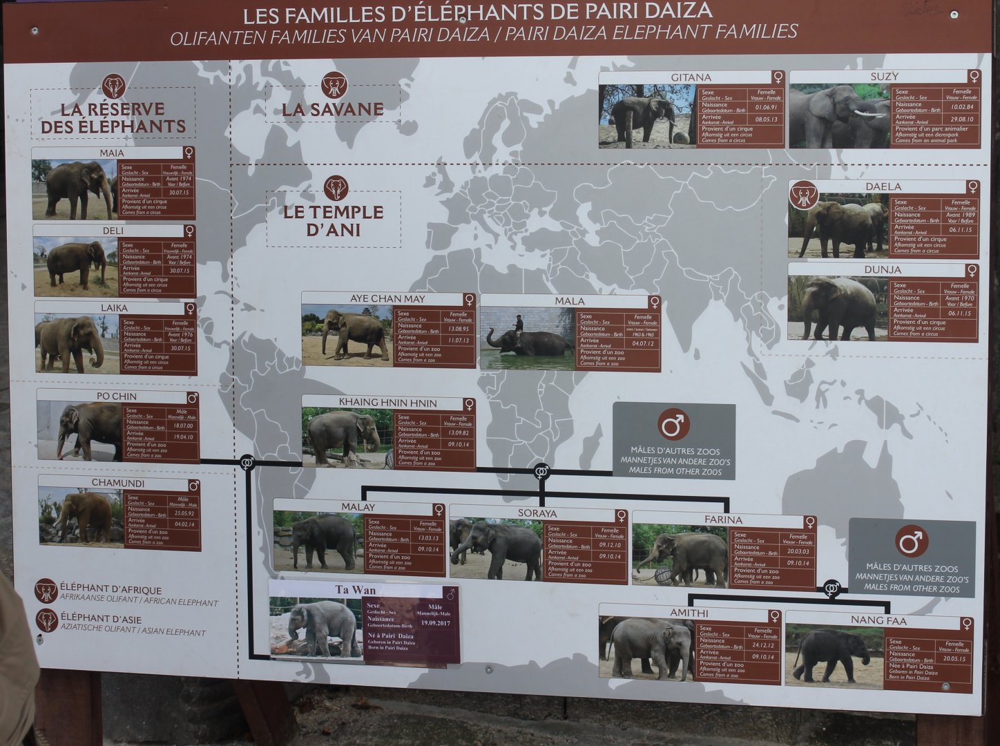 Overview Pairi Daiza's elephants