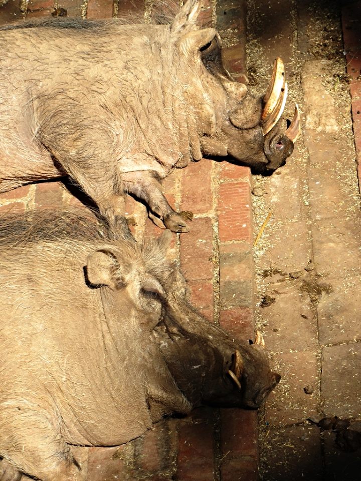 Overweight Southern Warthogs...