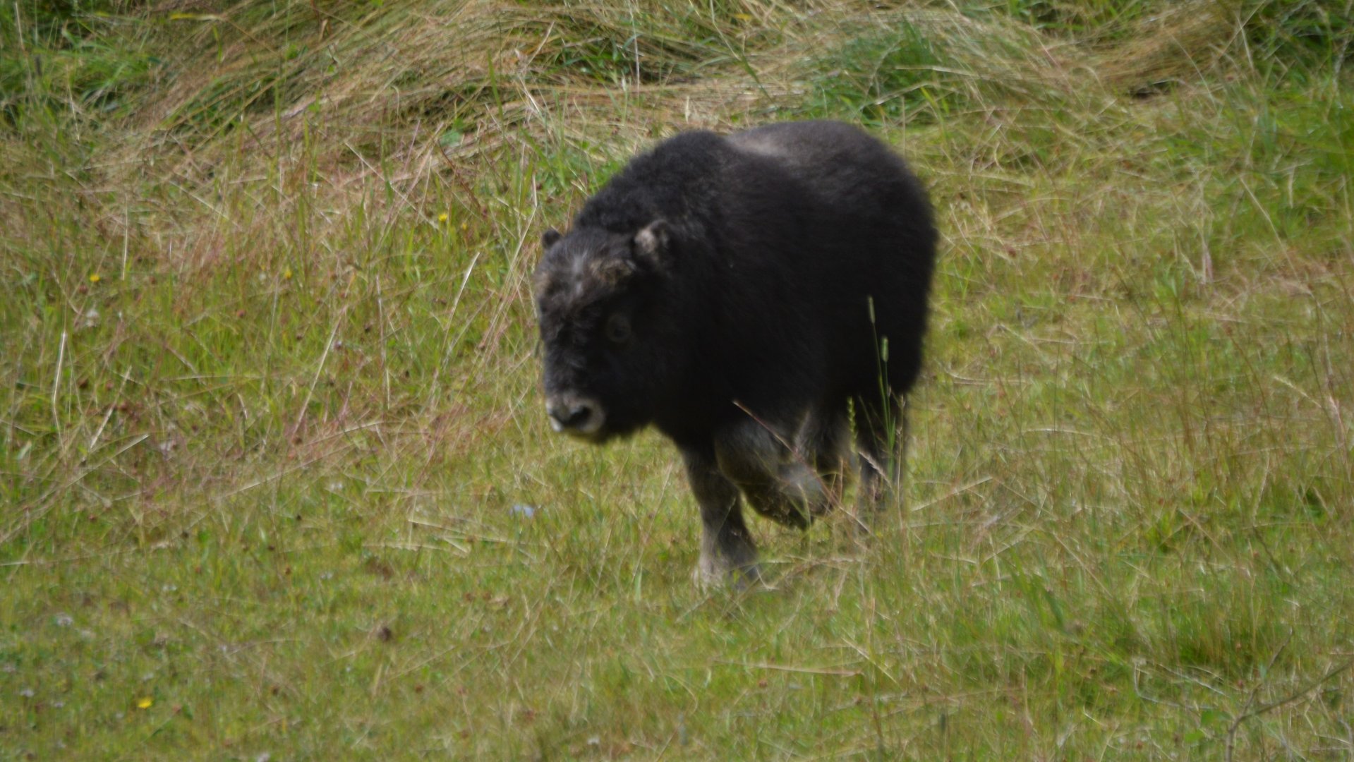 Ovibos moschatus calf