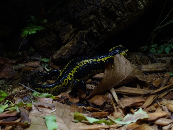Oviedo fire salamander (Salamandra salamandra bernardezi)