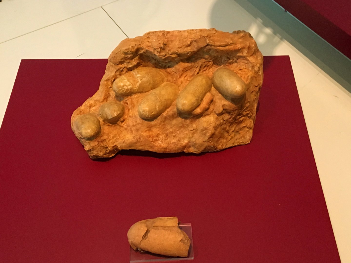 Oviraptor Eggs