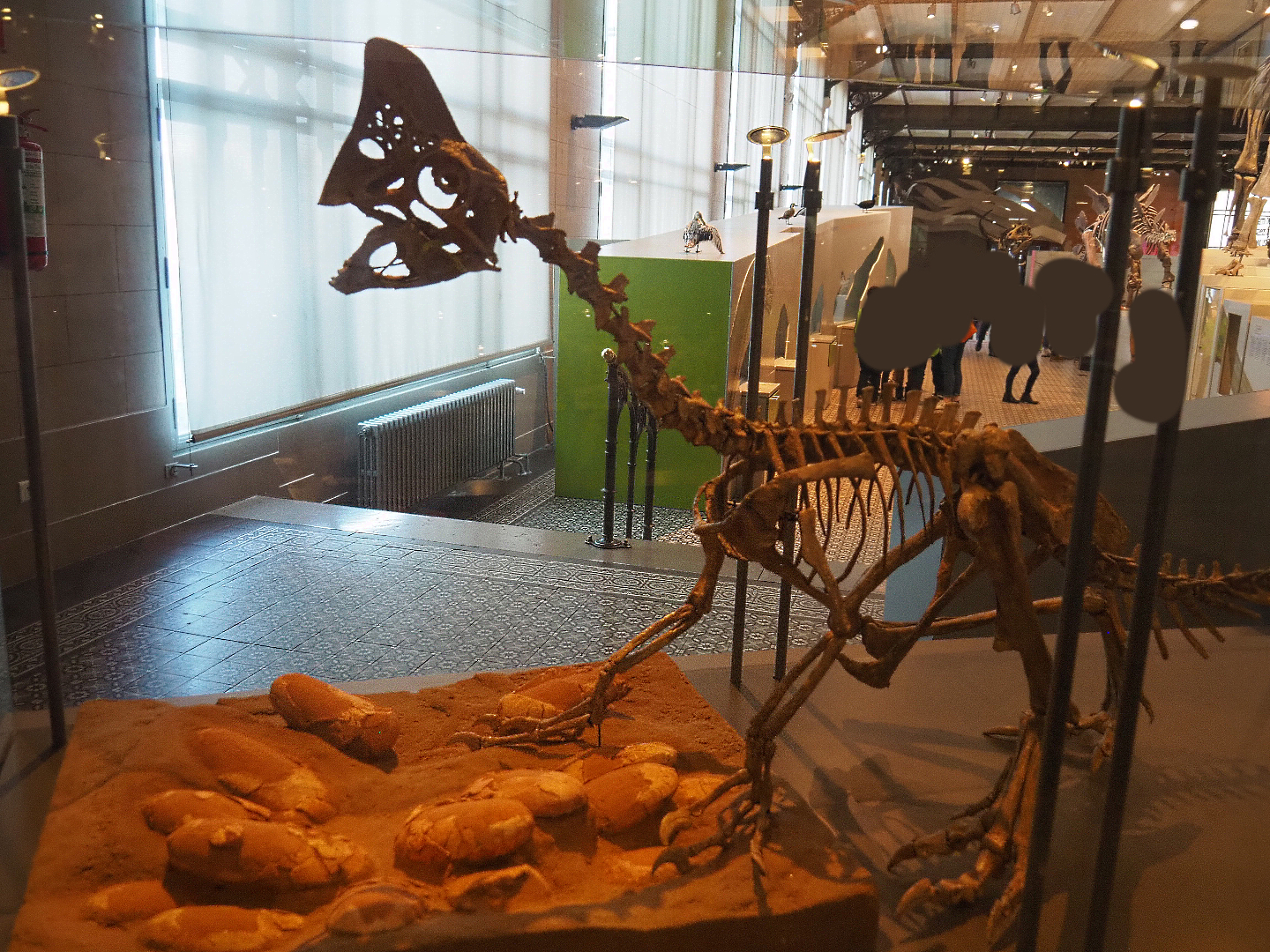 Oviraptor philoceratops skeleton with eggs, 2019-12-03