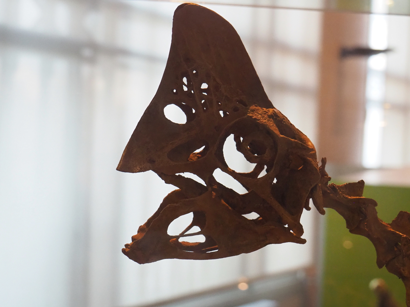 Oviraptor philoceratops skull, 2019-12-03