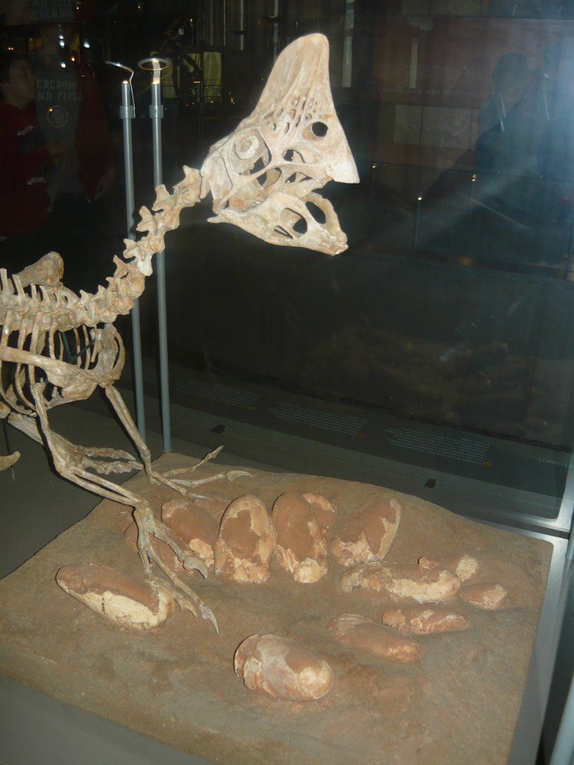 Oviraptor with eggs