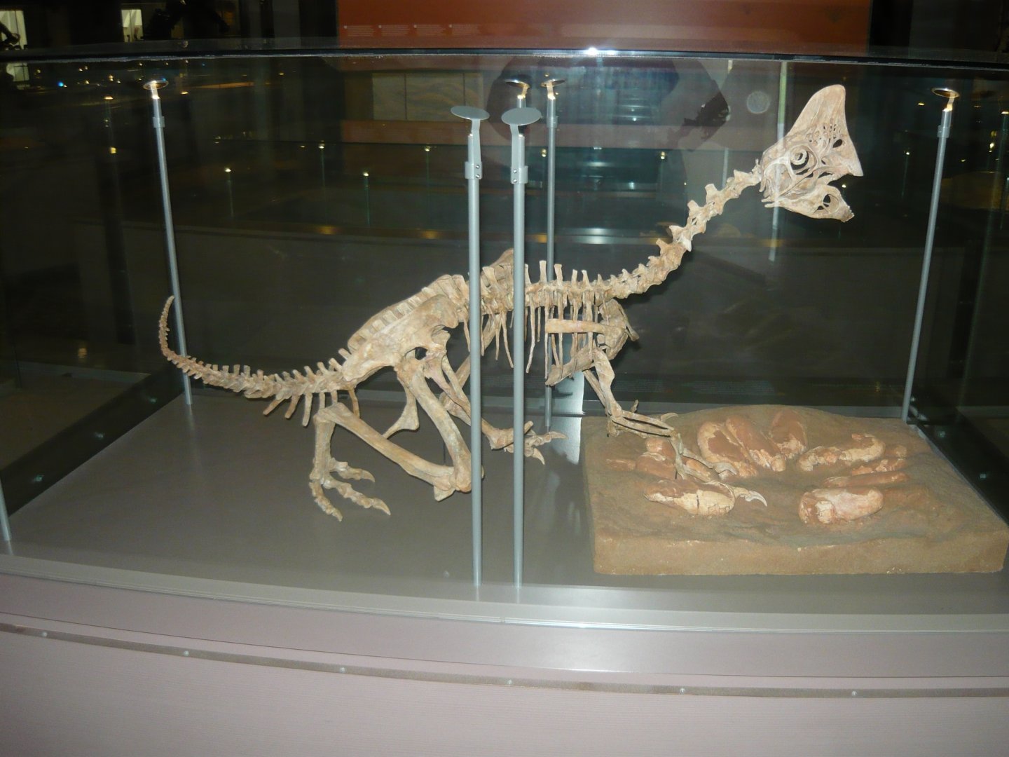 Oviraptor with eggs