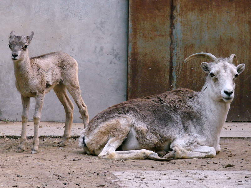 Ovis ammon hodgsoni / Tibetan argali (female with young)