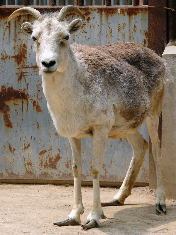 Ovis ammon hodgsoni / Tibetan argali (female)