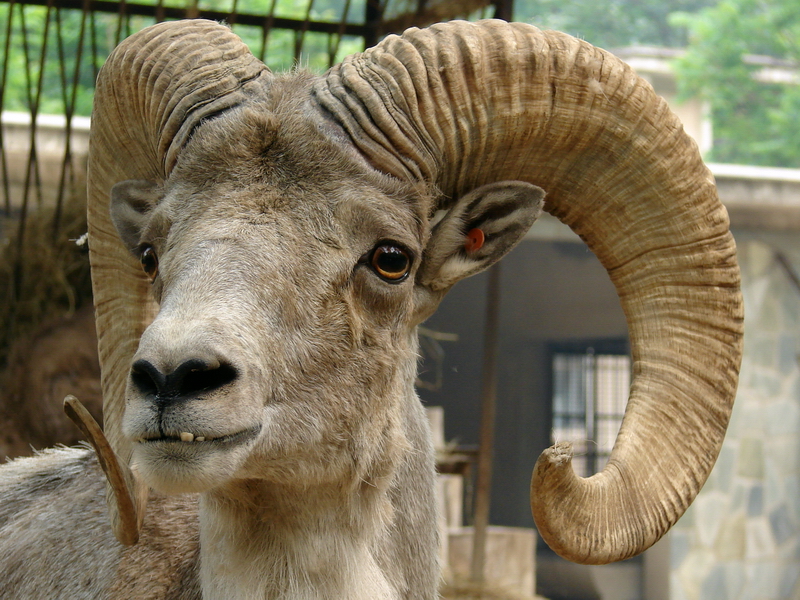 Ovis ammon hodgsoni / Tibetan argali (male # 1)