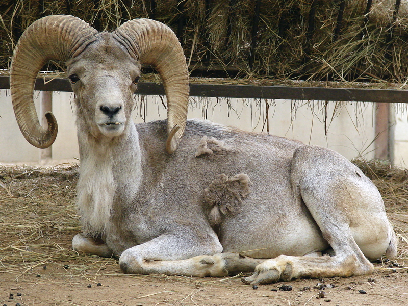 Ovis ammon hodgsoni / Tibetan argali (male # 1)
