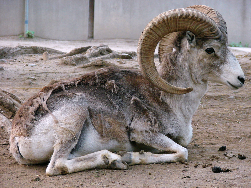 Ovis ammon hodgsoni / Tibetan argali (male # 2)
