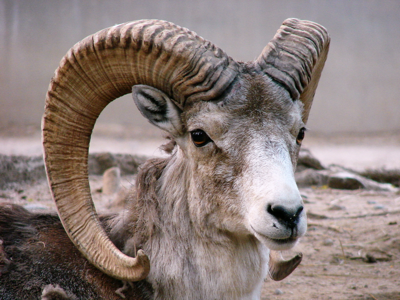 Ovis ammon hodgsoni / Tibetan argali (male # 2)