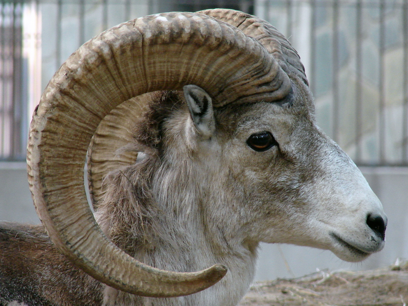 Ovis ammon hodgsoni / Tibetan argali (male)