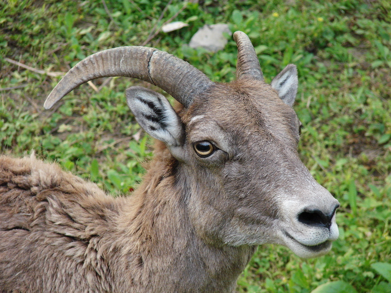 Ovis ammon jubata / Northern Chinese Argali (female)