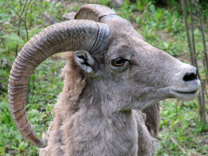 Ovis ammon jubata / Northern Chinese Argali (male).