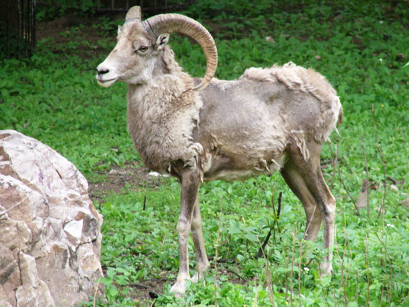 Ovis ammon jubata / Northern Chinese Argali (male)