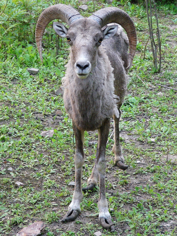 Ovis ammon jubata / Northern Chinese Argali (male)
