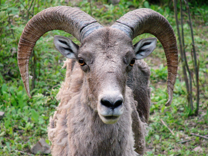 Ovis ammon jubata / Northern Chinese Argali (male)