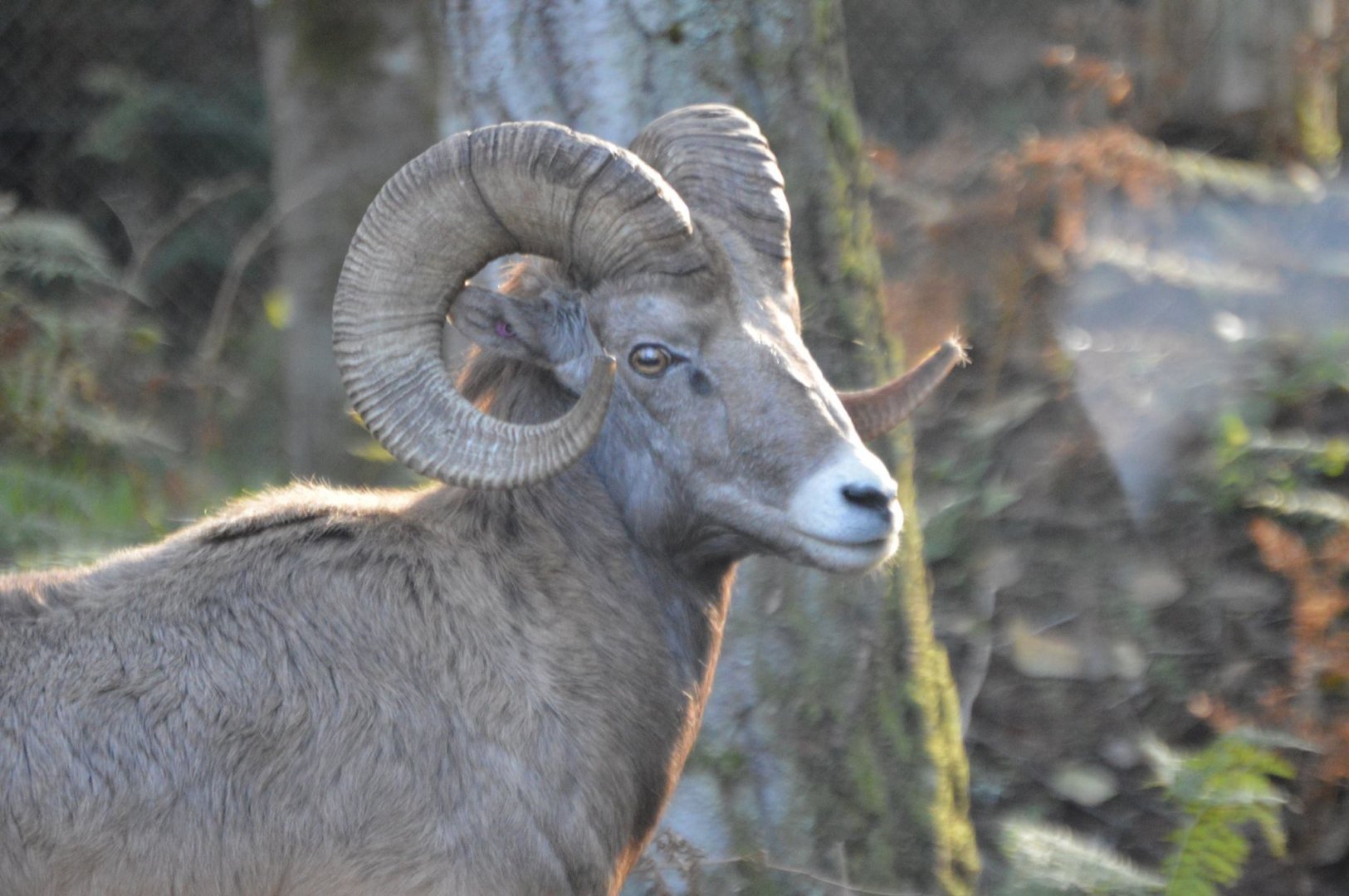 Ovis canadensis canadensis