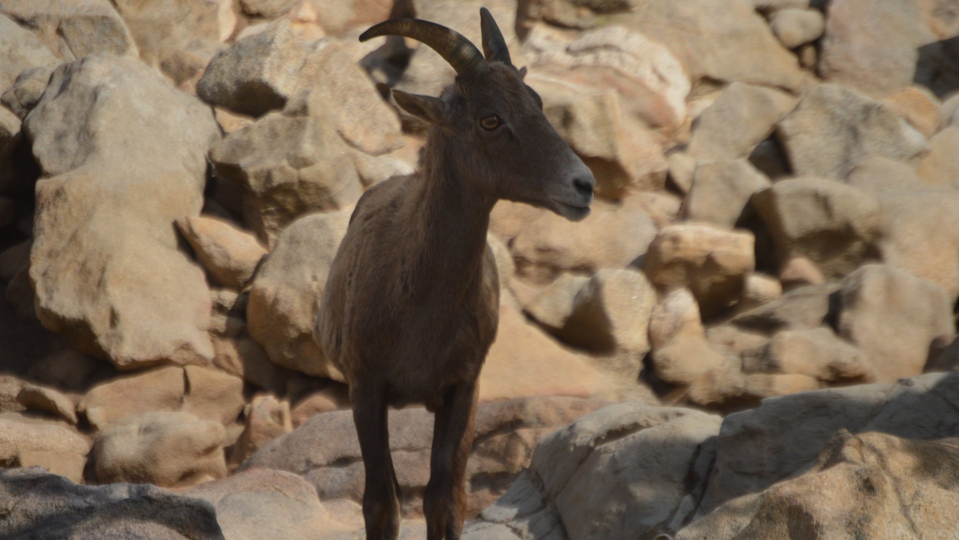 Ovis canadensis nelsoni